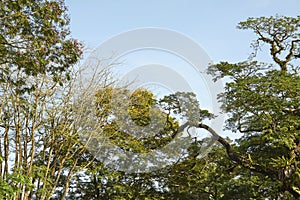 Up view on tree on blue sky