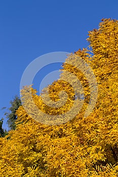 Up view on tree and blue sky