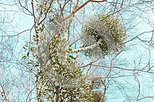 Up view on a tree with mistletoe against a clear sky photo