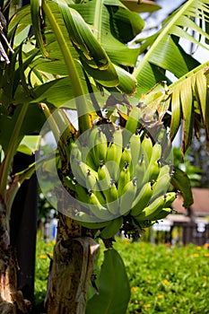 Upclose bananas growing on tree. Bunch of bananas. Green bananas