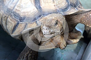 Upclose big african spurred tortoise photo