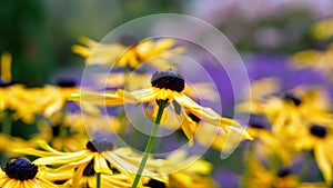 Upclose of bright yellow black eyed Susan with blurred background