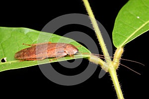 Upclose a brown Cockroach on green leaf over black background with selective focus.