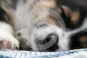 Upclose corgi puppy taking a nap