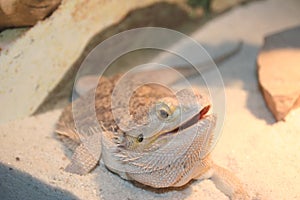 Upclose Female Bearded Dragon photo