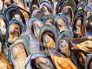 Upclose of fresh Oyster on ice ready to eat.