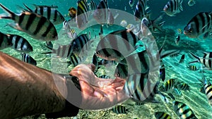 Upclose a hand feeding tropical fish underwater with selective focus. Concept image.