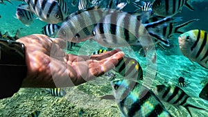 Upclose a hand feeding tropical fish underwater with selective focus. Concept image.