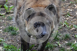 Upclose hyena photo