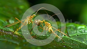 An upclose image of two insects engaging in a delicate dance as one uses its ovipositor to lay eggs on a leaf. . AI