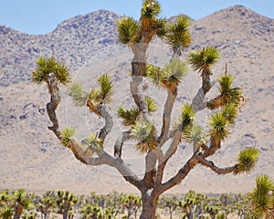 Upclose Joshua Tree