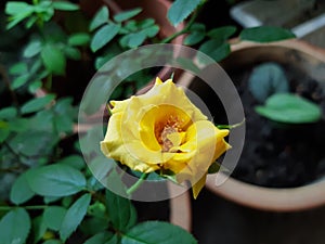 Upclose with low light yellow rose