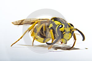Upclose, macro detail of a yellowjacket wasp.