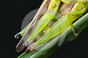 Upclose nature wildlife a grasshoppers or Locust mating on a green grass with black background.