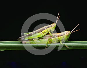 Upclose nature wildlife a grasshoppers or Locust mating on a green grass with black background.