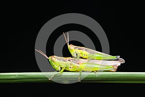 Upclose nature wildlife a grasshoppers or Locust mating on a green grass with black background.