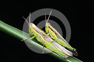 Upclose nature wildlife a grasshoppers or Locust mating on a green grass with black background.