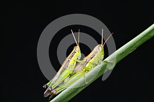 Upclose nature wildlife a grasshoppers or Locust mating on a green grass with black background.