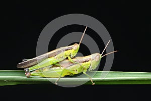 Upclose nature wildlife a grasshoppers or Locust mating on a green grass with black background.