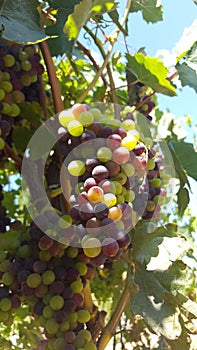 Upclose and personal with the grape vines of sonoma county