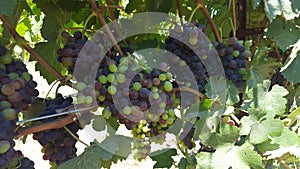 Upclose and personal with the grape vines of sonoma county