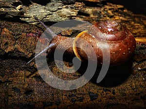 Upclose picture of a beautiful garden snail