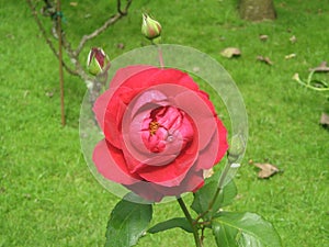 An upclose picture of a beautiful red rose