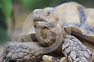 Upclose shot of big african spurred tortoise