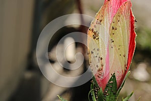 Upclose shot of a pink hibiscus before blooming