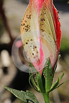 Upclose shot of a pink hibiscus before blooming