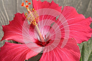 Upclose shot of a pink hibiscus flower in bloom