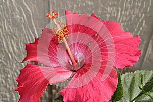Upclose shot of a pink hibiscus and its pistil