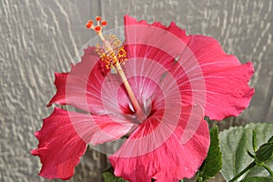 Upclose shot of a pink hibiscus and its pistil