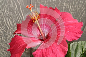 Upclose shot of a pink hibiscus and its pistil