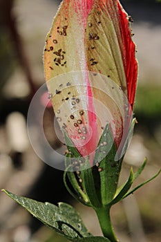 Upclose shot of a pink hibiscus and its pistil