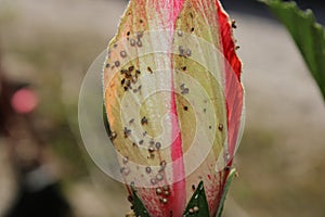 Upclose shot of a pink hibiscus and its pistil