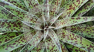 Upclose shot of a Red and Green Succulent Plant Wallpaper Background