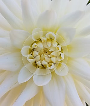 Upclose White Dahlia Blossom