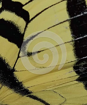 Upclose wing shot of a swallowtail