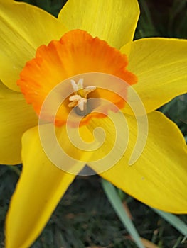 Upclose yellow and orange flower