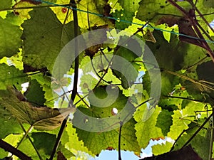 Upcoming lights under a vineward