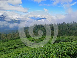 Upcountry Tea state between hills photo
