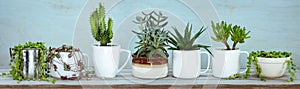 Upcycle, reuse, recycled, repurposed kitchen pots for succulents and house plants