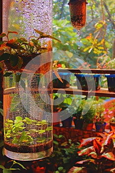 Through upcycling and aquaponics, an entrepreneur crafts a self-sustaining ecosystem