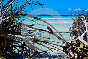 Upended driftwood trees, Gold Rock Beach, Bahamas
