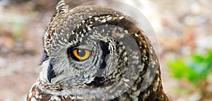 Upfront photo of head of Cape Eagle Owl photo