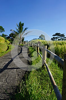 uphill road in the Jatiluwih Rice terraces Tabanan Bali area photo