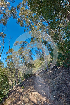 Uphill trail on a rocky green mountain with tall forest trees. Landscape of a mysterious dirt road leading through wild