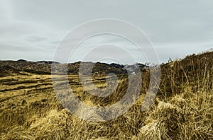 upland bog in killarney park