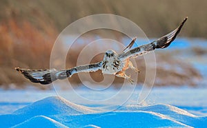 Upland Buzzard